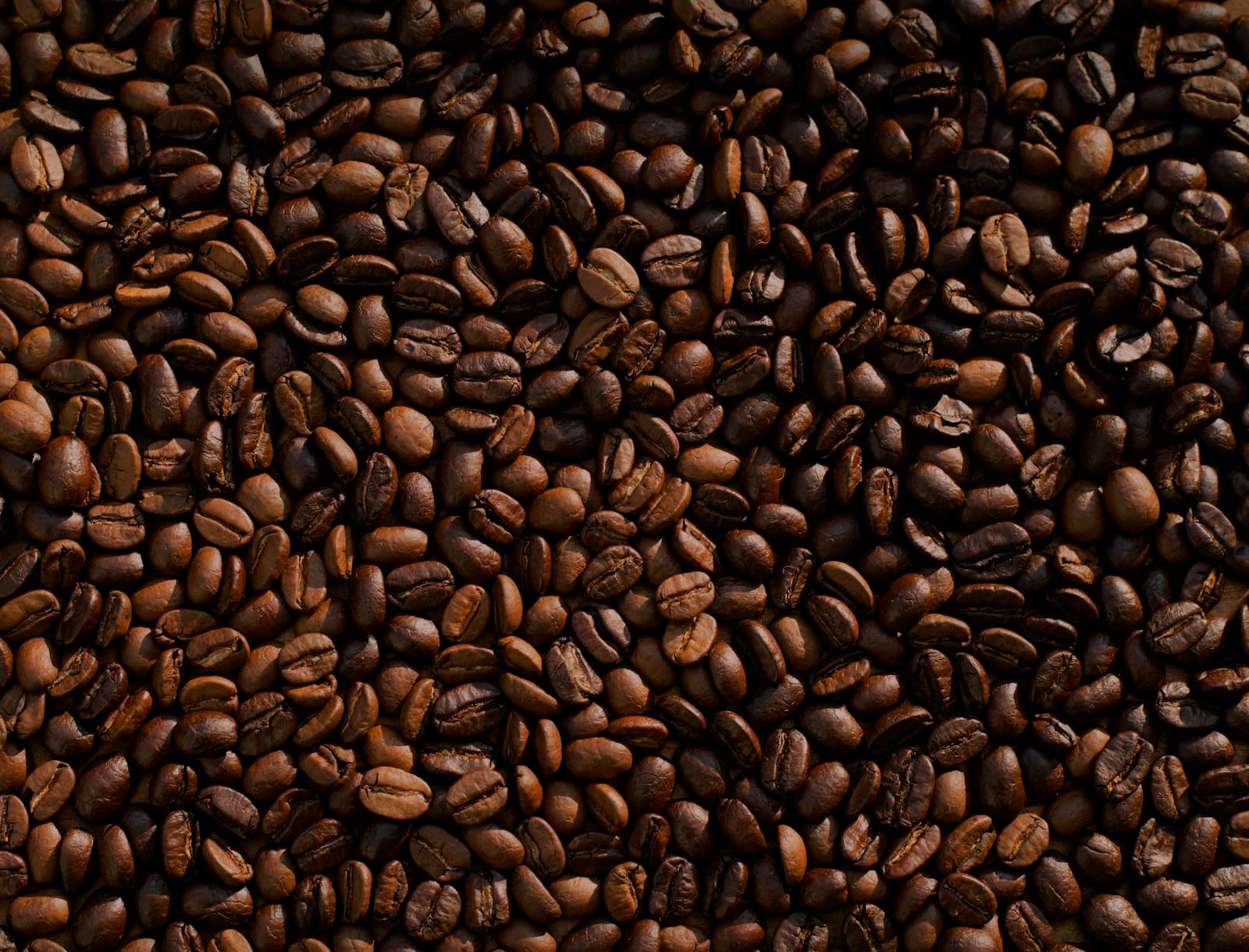 A close view of freshly roasted coffee beans